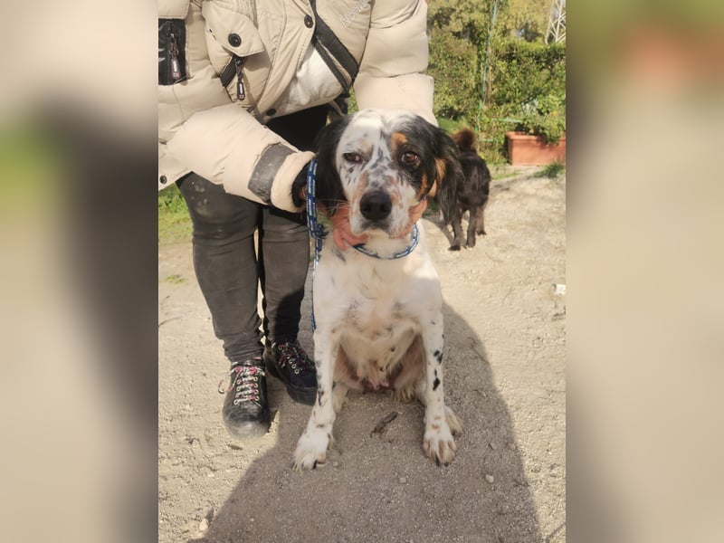 Mira – Heldin auf vier Pfoten -