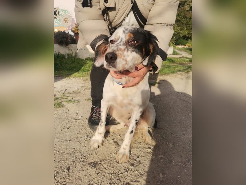 Mira – Heldin auf vier Pfoten -