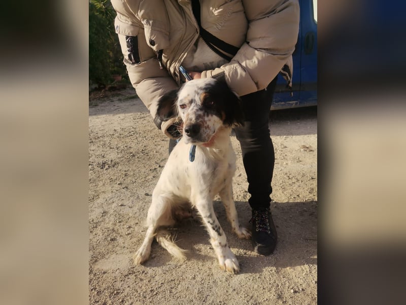 Mira – Heldin auf vier Pfoten -