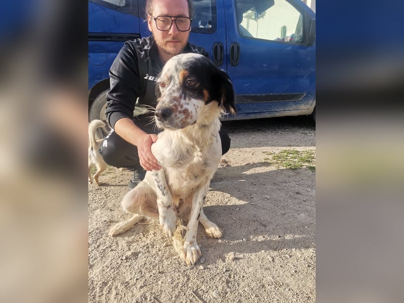 Mira – Heldin auf vier Pfoten -