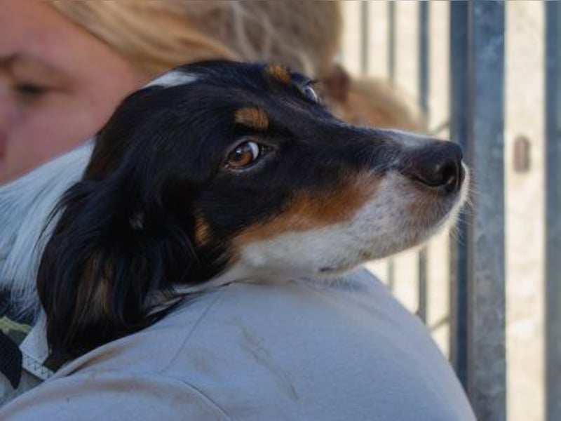 Geraldina - sanfte Seele zum Kuscheln