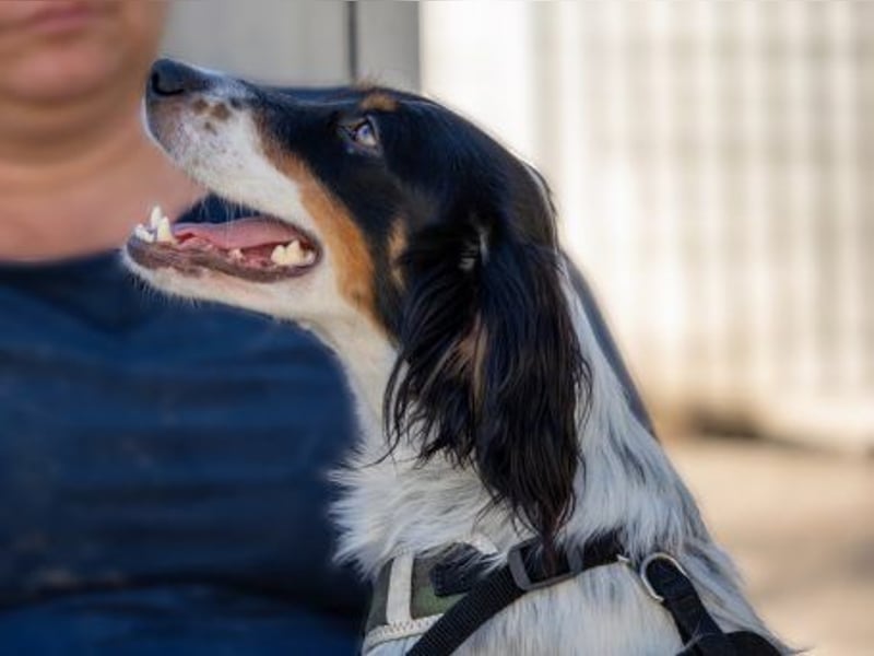 Geraldina - sanfte Seele zum Kuscheln