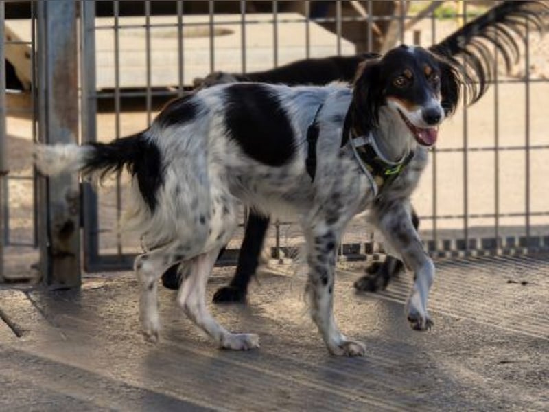 Geraldina - sanfte Seele zum Kuscheln