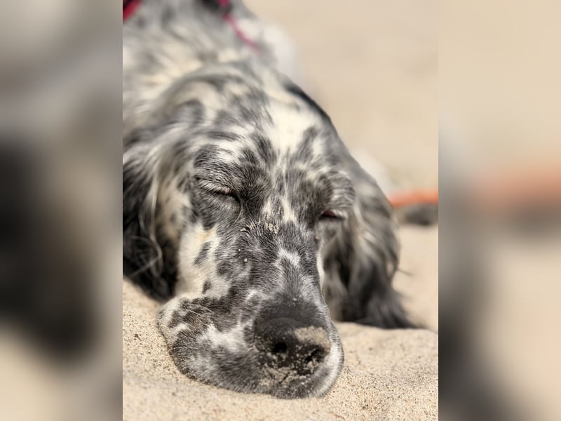 Englisch Setter Mischling