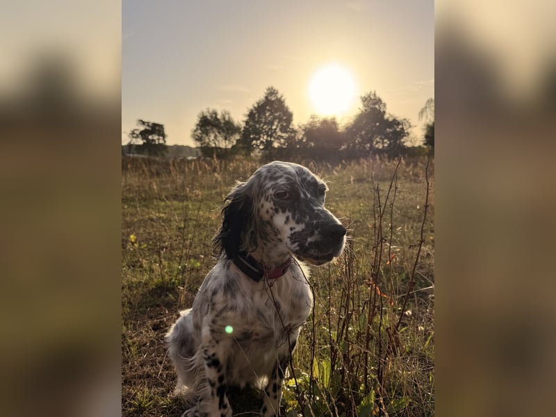 Englisch Setter Mischling