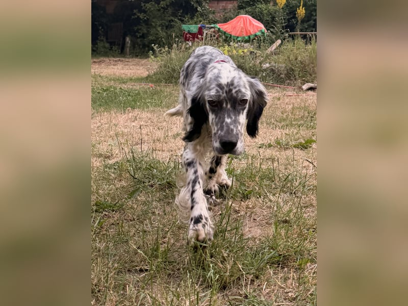 Englisch Setter Mischling