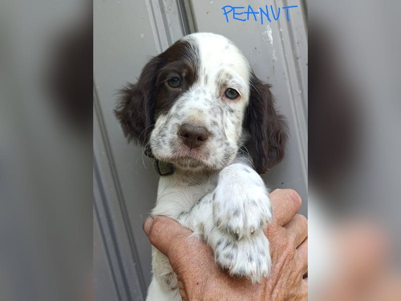 English setter Welpen (3 Rüden, 2 Hündinnen)