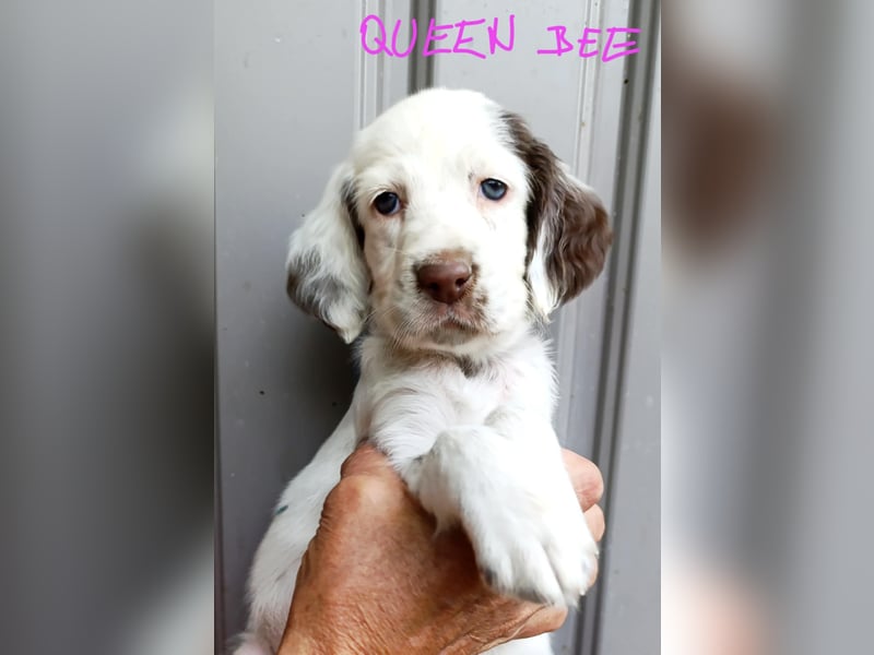 English setter Welpen (3 Rüden, 2 Hündinnen)