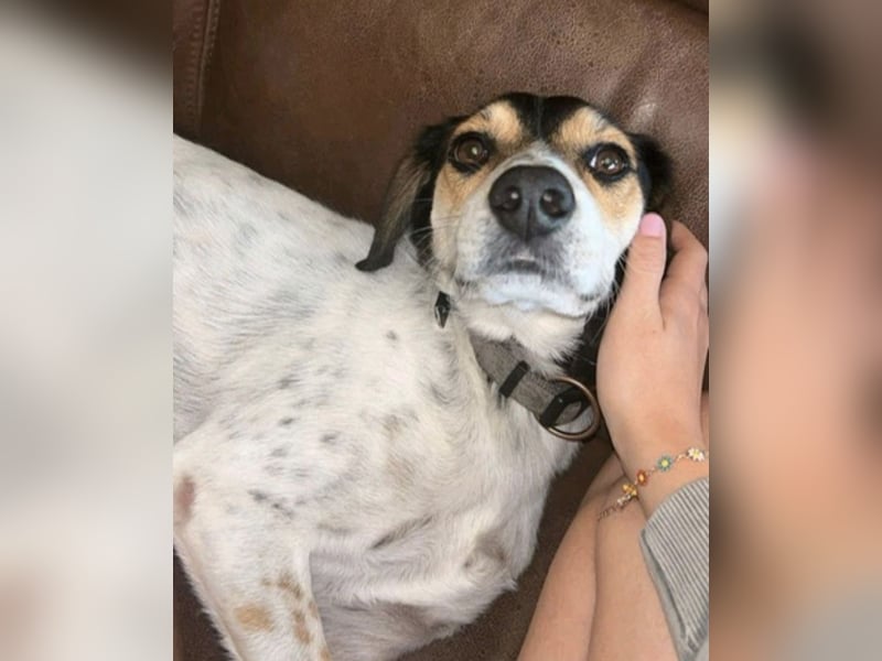 Rudi - English-Setter Mix