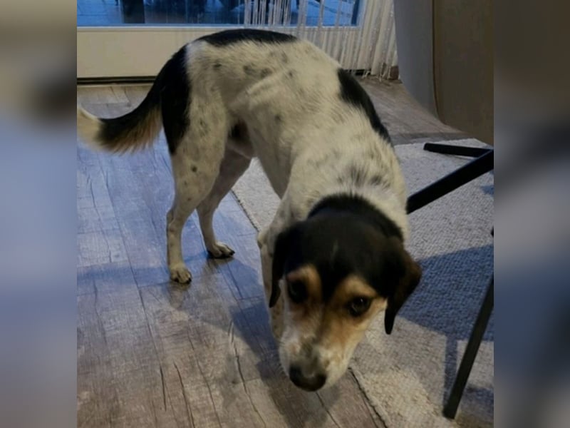 Rudi - English-Setter Mix
