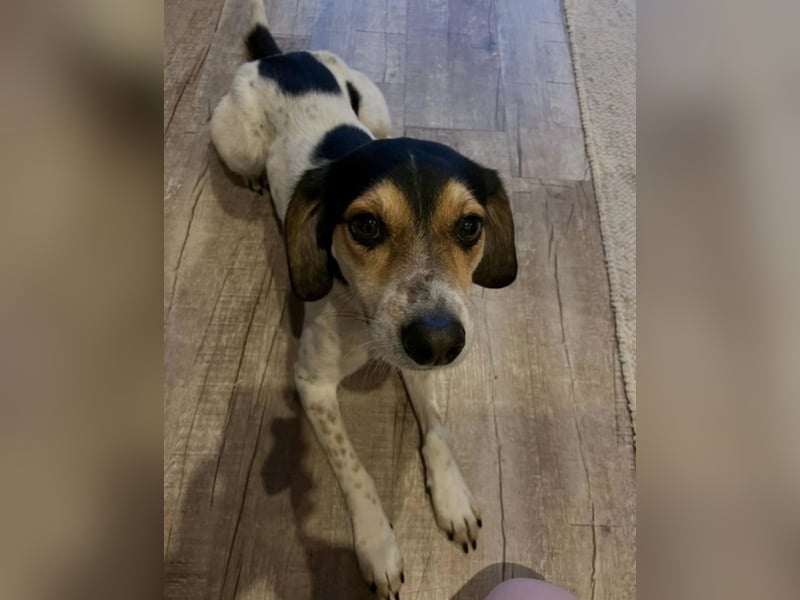 Rudi - English-Setter Mix