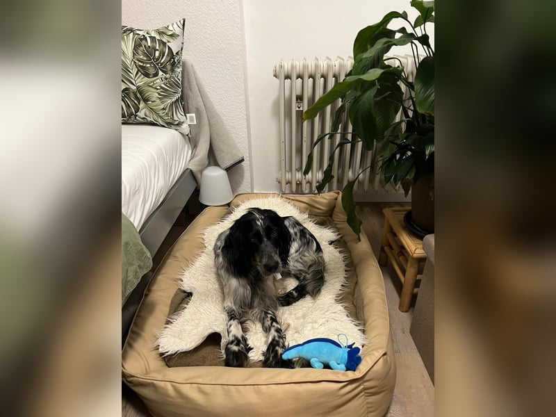 Vermittlungshilfe für Louka