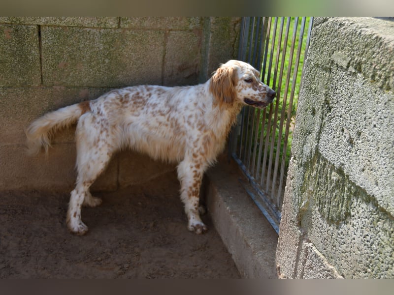 lieber Siro sucht sein Zuhause für immer