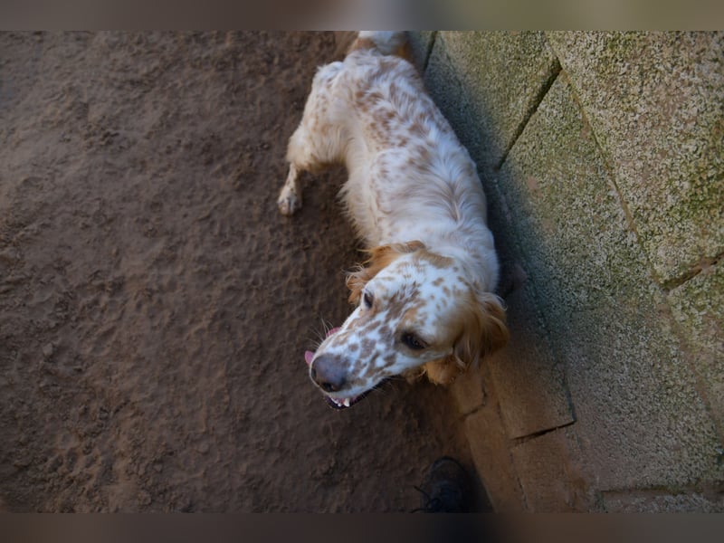 lieber Siro sucht sein Zuhause für immer