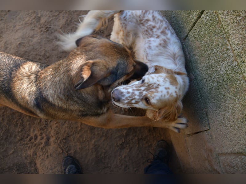 lieber Siro sucht sein Zuhause für immer