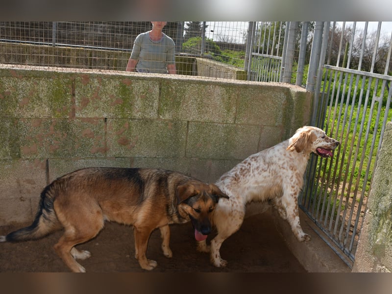 lieber Siro sucht sein Zuhause für immer