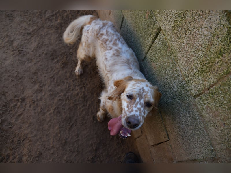 lieber Siro sucht sein Zuhause für immer