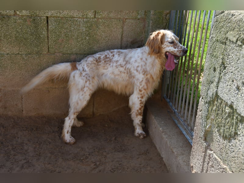 lieber Siro sucht sein Zuhause für immer