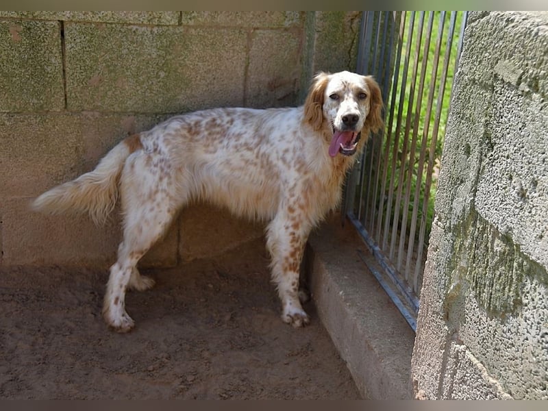 lieber Siro sucht sein Zuhause für immer