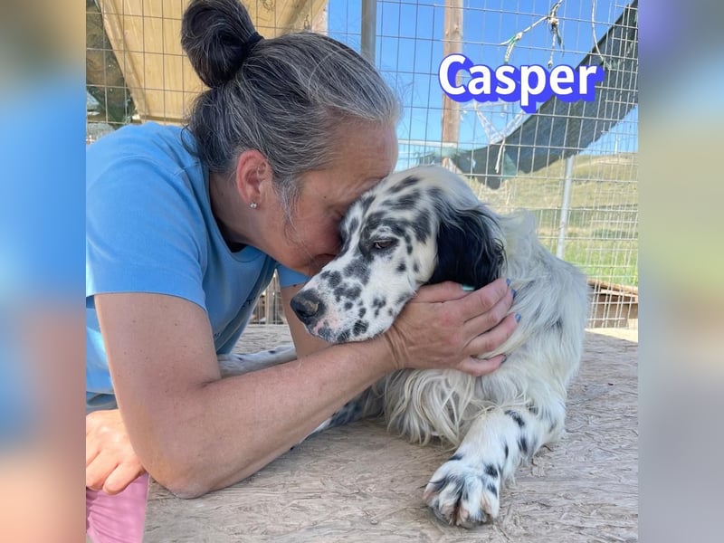 Casper, 03/24 - sensibler Setter sucht Familie