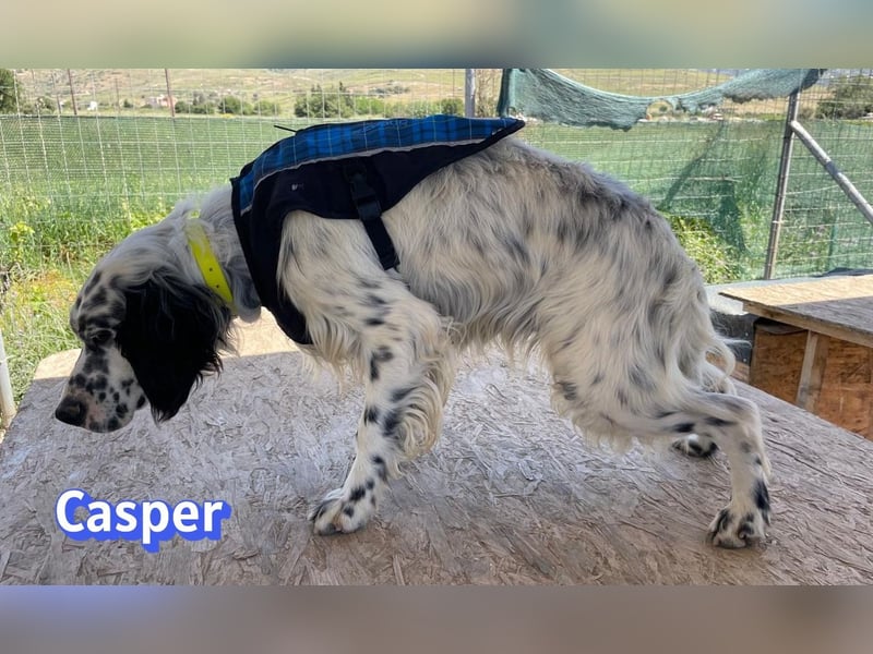 Casper, 03/24 - sensibler Setter sucht Familie