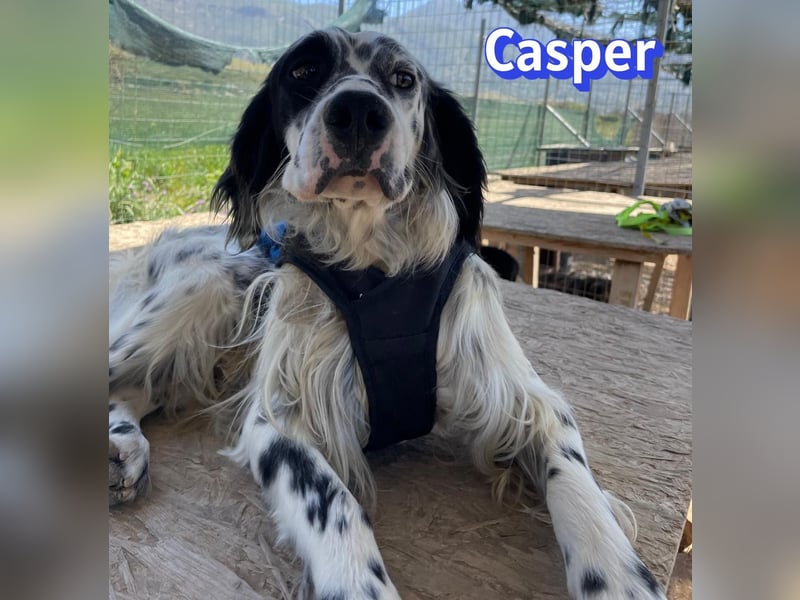 Casper, 03/24 - sensibler Setter sucht Familie