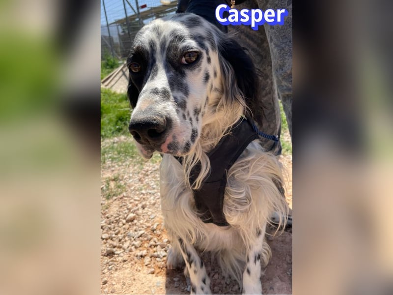 Casper, 03/24 - sensibler Setter sucht Familie