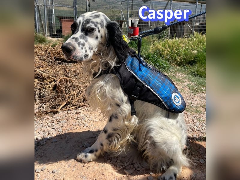 Casper, 03/24 - sensibler Setter sucht Familie