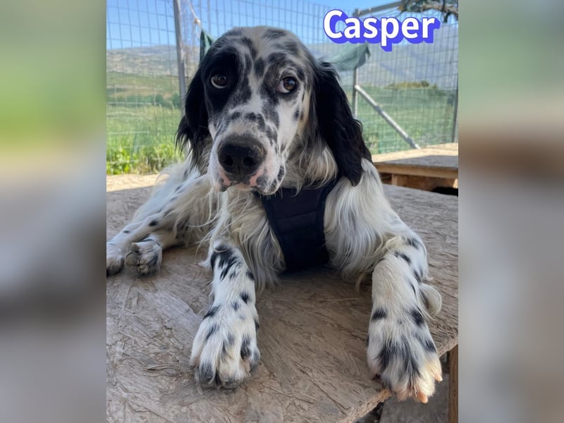Casper, 03/24 - sensibler Setter sucht Familie