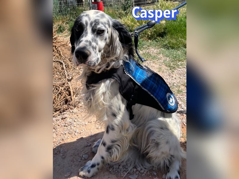Casper, 03/24 - sensibler Setter sucht Familie
