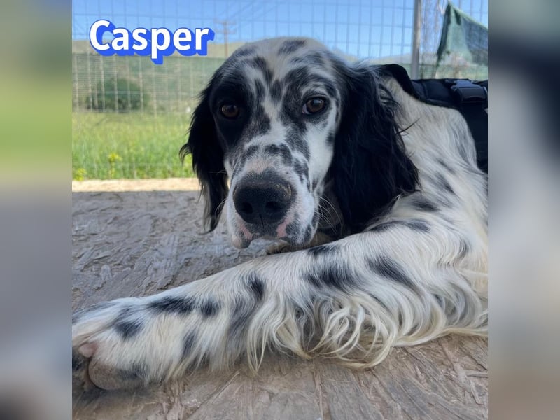 Casper, 03/24 - sensibler Setter sucht Familie