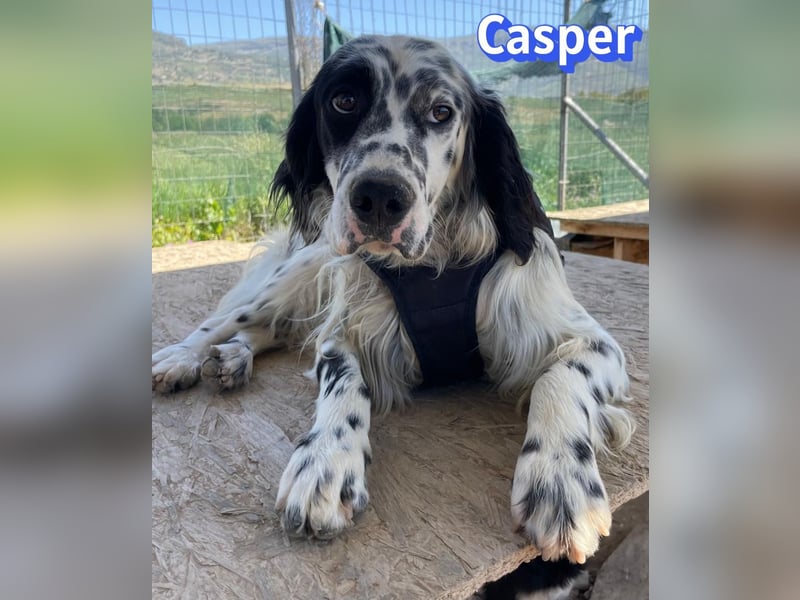 Casper, 03/24 - sensibler Setter sucht Familie