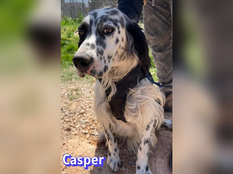 Casper, 03/24 - sensibler Setter sucht Familie
