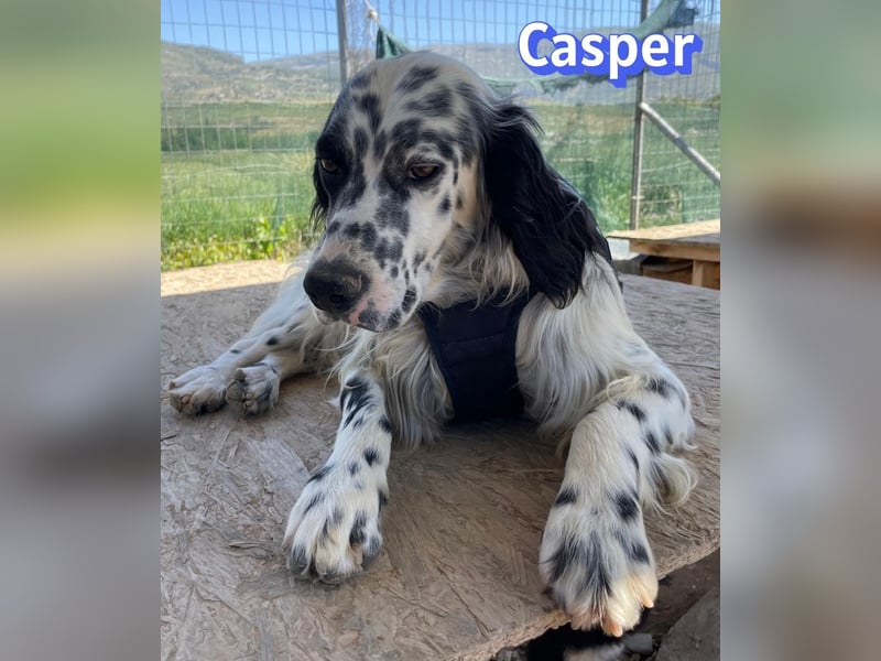 Casper, 03/24 - sensibler Setter sucht Familie
