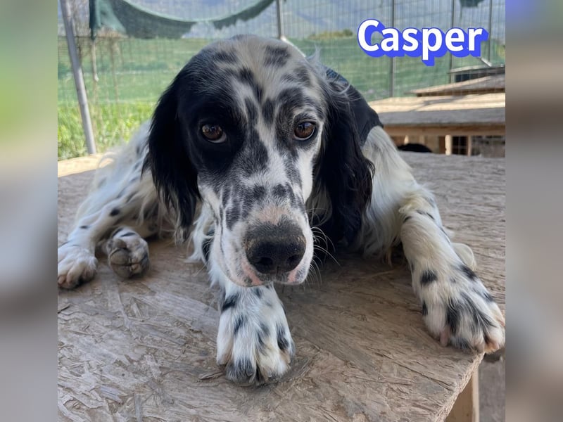 Casper, 03/24 - sensibler Setter sucht Familie