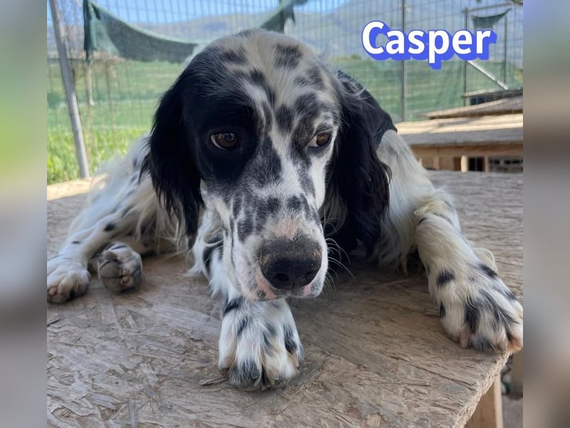 Casper, 03/24 - sensibler Setter sucht Familie