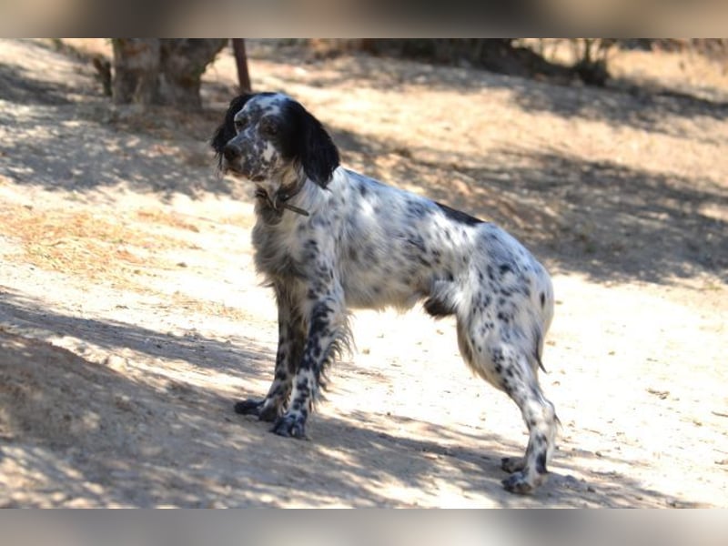 Azar - sensibler Setter sucht Geborgenheit