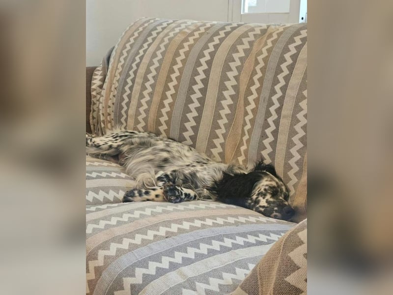 Azar - sensibler Setter sucht Geborgenheit