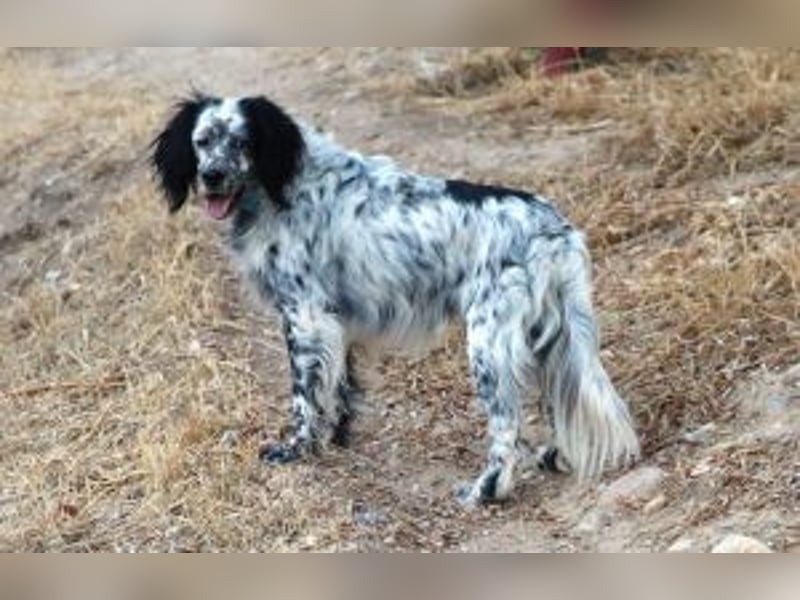 Azar - sensibler Setter sucht Geborgenheit