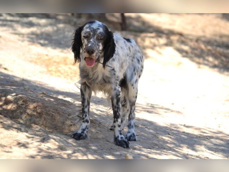 Azar - sensibler Setter sucht Geborgenheit