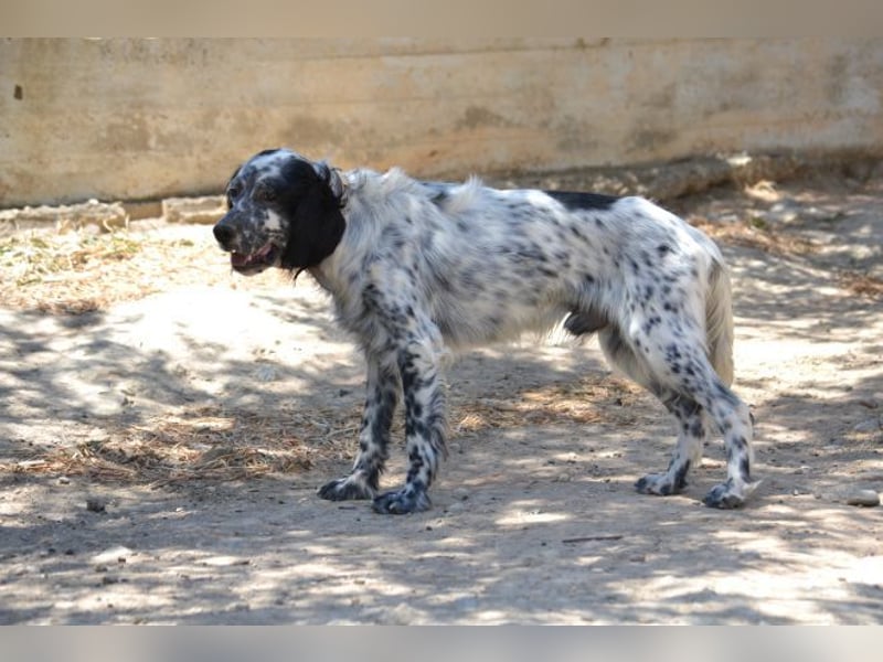 Azar - sensibler Setter sucht Geborgenheit