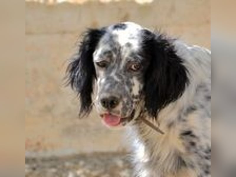 Azar - sensibler Setter sucht Geborgenheit