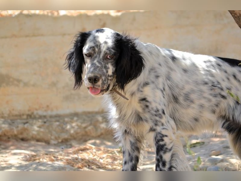 Azar - sensibler Setter sucht Geborgenheit