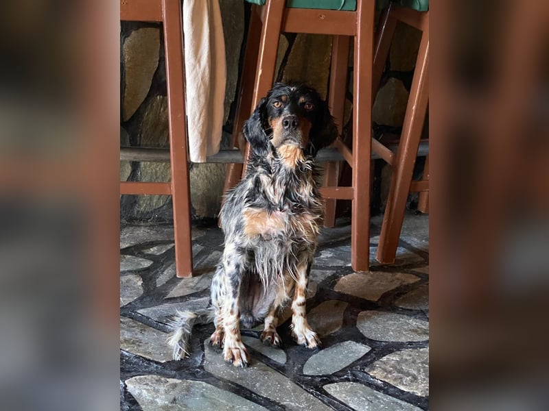 Hündin ANN sucht ihr Für-immer-Körbchen