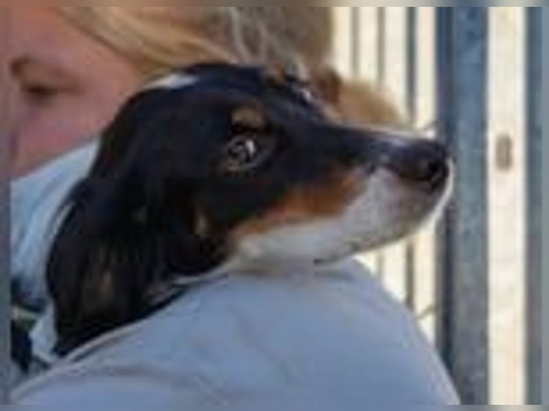 Geraldina - reserviert