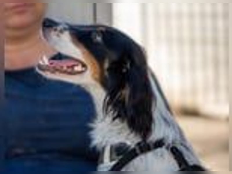 Geraldina - bald auf Pflegestelle in D