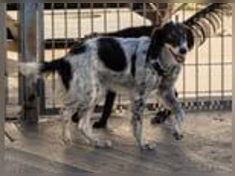 Geraldina - bald auf Pflegestelle in D