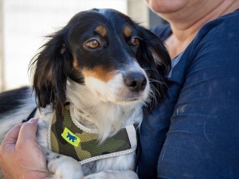 Geraldina - sanfte Seele zum Kuscheln
