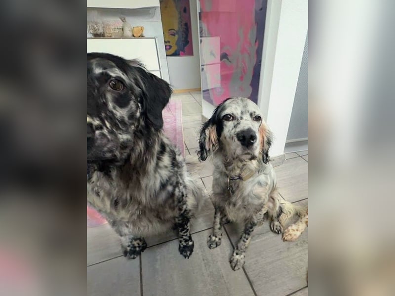 Vermittlungshilfe für Chase