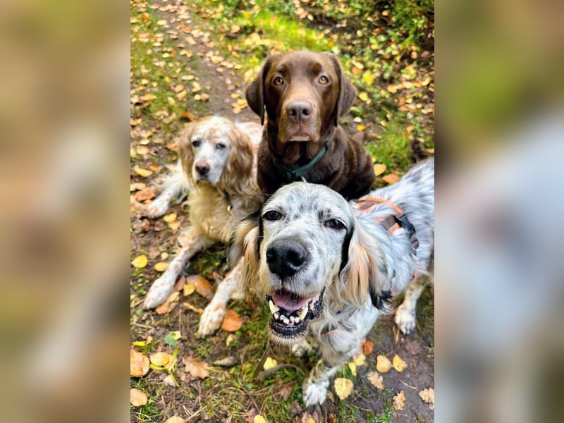 Vermittlungshilfe für Chase